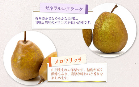 【令和7年産 先行予約】山形県鶴岡市産 洋梨定期便　3種類の洋梨をお届け　約3kg×3回 品種おまかせ　庄内産直センター