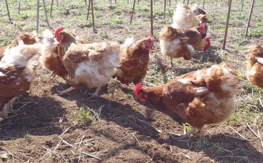 北信濃の田園環境の中で平飼いし、無農薬野菜や四季の野草をブレンドした自然配合飼料で育てることでうまみのある卵となります。