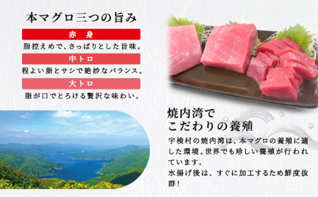 宇検村産 本マグロ簡単お刺身 セット 冷凍（柵 中トロ・赤身）