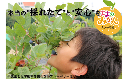 【数量限定　先行予約】訳ありせとかサイズ不揃い約3キロ家庭用 ２月下旬頃～順次発送〈産地直送　愛媛県　甘い　みかん　フルーツ〉