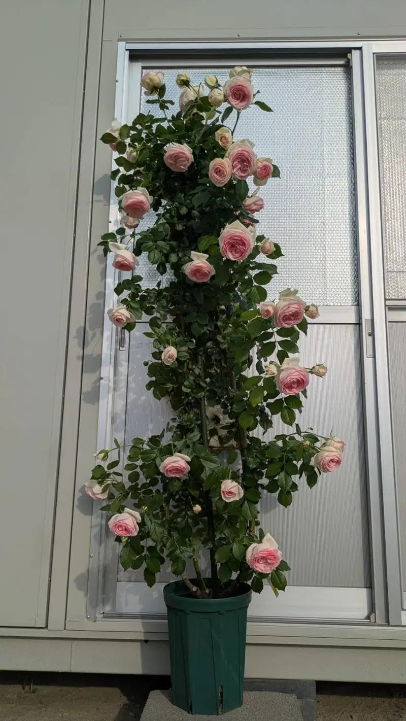  バラ苗鉢植え「長尺・ピエールドゥロンサール」　バラ苗 1鉢 ノイバラ台木 つる性 長尺 弱い返り咲 微香 8寸鉢 2年生苗 ガーデニング 初心者 一番人気 母の日 父の日 誕生日 新築祝い 記念樹 