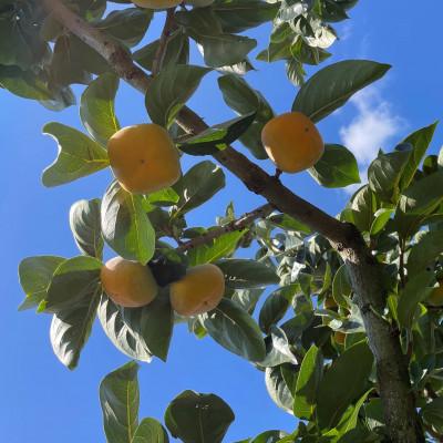 ふるさと納税 橋本市 【先行受付】【訳あり・家庭用】和歌山県産　たねなし柿　7.5kg