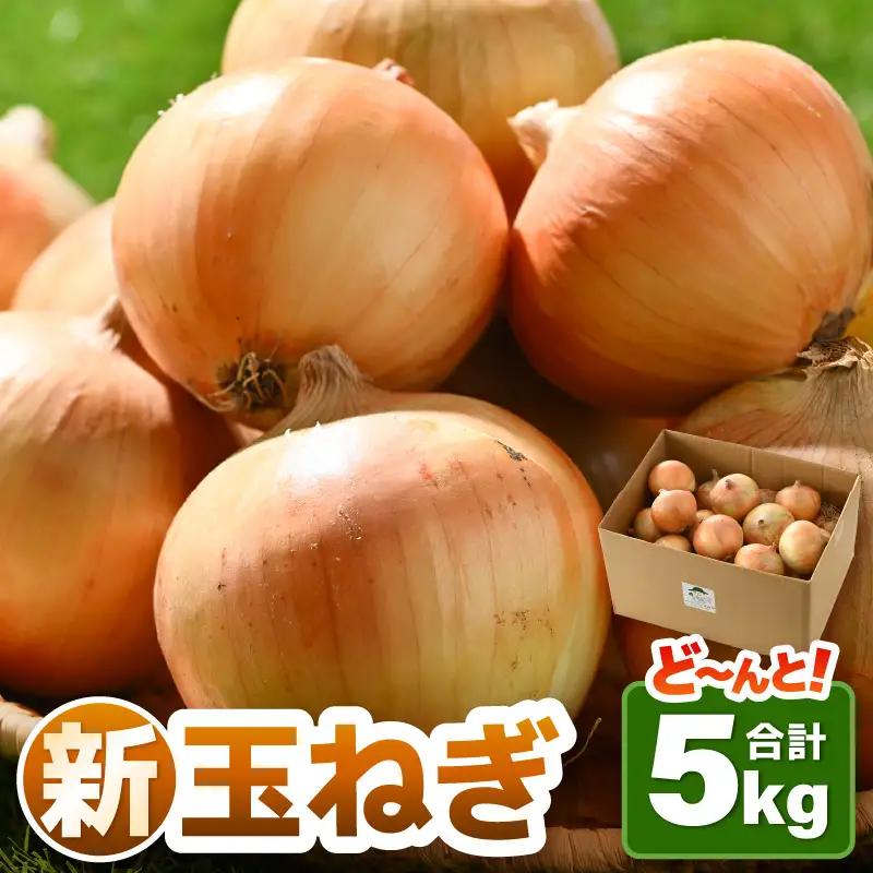 【先行予約】採れたて 新玉ねぎ 5kg（サイズ S M L ミックス）田んぼで育てた甘くて柔らか自慢の玉ねぎ！／ 常備 野菜 玉葱 たまねぎ 新鮮 ※2026年6月以降順次発送予定  [aw056-a019]