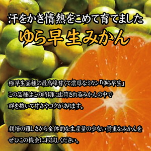 由良早生 みかん 家庭用 4kg / ゆら早生 温州みかん 極早生 甘い 家庭用 和歌山 柑橘 ※10月上旬～11月上旬順次発送 ※北海道・沖縄・離島への配送不可 【nuk003-yura-4A】 
