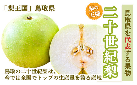 【先行予約・数量限定】ハウス二十世紀梨 3kg【鳥取県産】（生橋農園）梨 鳥取 3kg 果物 フルーツ 和梨 先行予約 数量限定 詰め合わせ 二十世紀梨 20世紀梨 人気 甘い