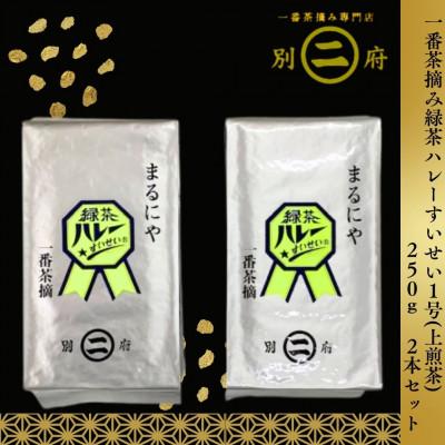 ふるさと納税 別府市 一番茶摘み緑茶ハレーすいせい1号(上煎茶)(250g×2本セット)