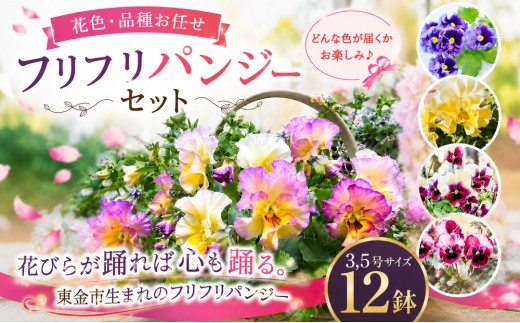 フリフリパンジー 花色 品種 お任せ 3.5号 ✕ 12鉢 花 パンジー フリル ガーデニング 園芸 家庭園芸 花育て ベランダ 庭 花壇 寄植え プランター栽培 ピンク 赤 むらさき 白 黄色 カラー カラフル 鉢植え 玄関 花苗 お花 温室 おしゃれ きれい キレイ ギフト 贈答 プレゼント シーズン 季節 種類 フラワー 山岸 千葉 東金