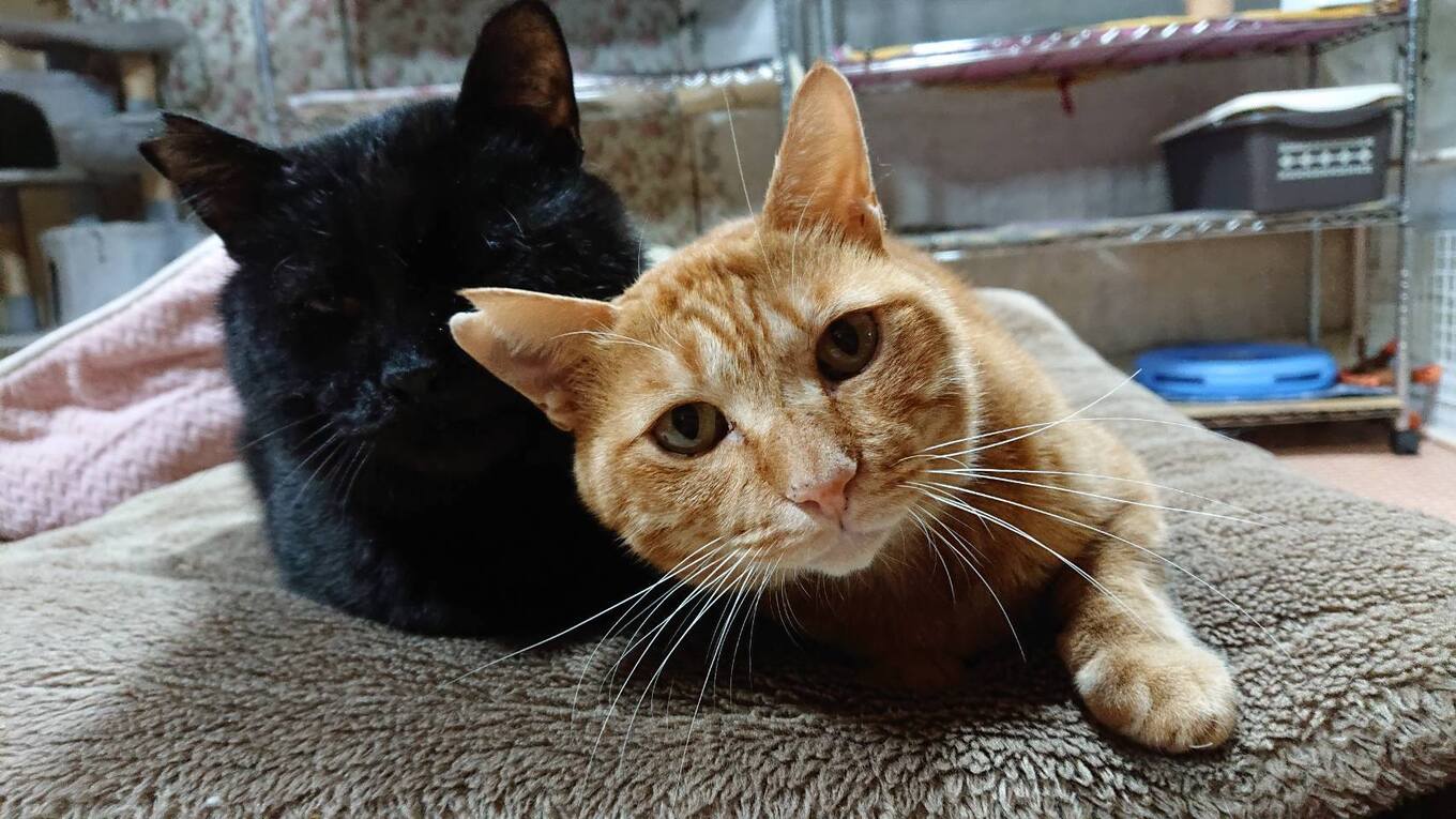 【返礼品なし】 南阿蘇で暮らす余生馬たちへ想いを届ける／日本初のアニマルサンクチュアリー＜5,000,000円＞