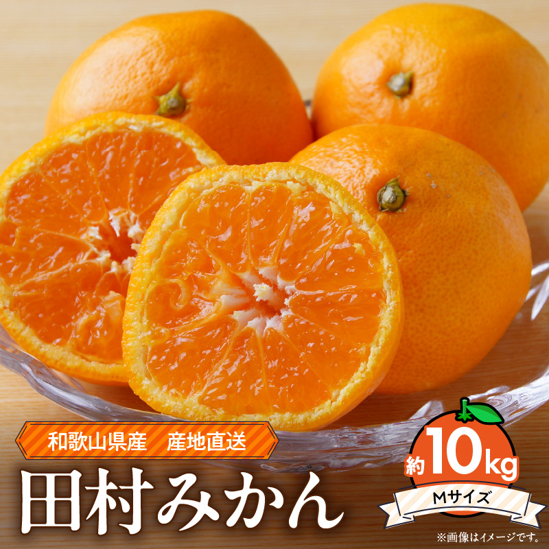 【2026年先行予約】和歌山 湯浅町産 田村みかん 約10kg【Mサイズ】_ZE6491