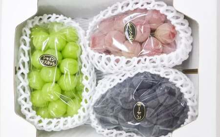 大粒 ぶどう 3種 セット 3房 計約2kg シャインマスカット ピオーネ クイーンニーナ 【2026年10月上旬から発送予定】 ／ マスカット 葡萄 ブドウ 種無し 種なし