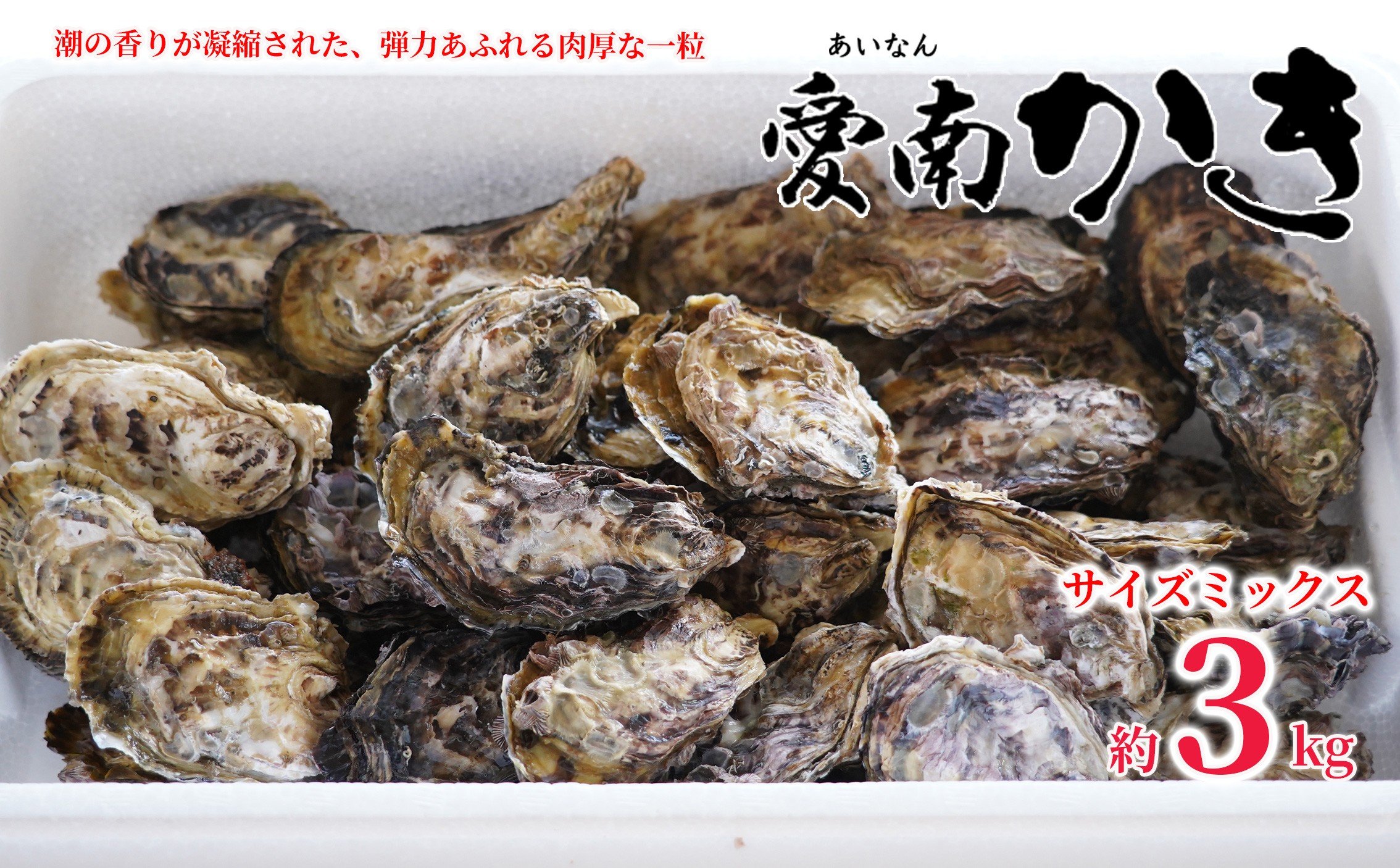 
            先行予約  殻付き 愛南かき 3kg サイズミックス 15000円  牡蠣 むき身 殻付 かき カキ オイスター 鍋 カキフライ ミルク ソテー クリームシチュー グラタン 牡蠣鍋 蒸し 酒蒸し オイル漬 塩辛 冷蔵 国産 産地直送 期間限定 数量限定 特産品 海鮮 魚介 養殖 人気 限定 愛南町 愛媛県
          