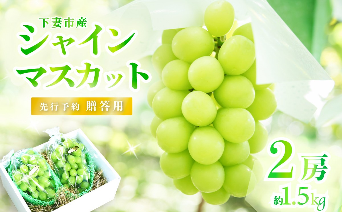 
            【2025年 先行予約】シャインマスカット2房（約1.5kg）贈答用【石崎ぶどう園】（2025年8月下旬から9月下旬頃発送予定）【 フルーツ 果物 ぶどう ブドウ 葡萄 シャイン マスカット 茨城県産 国産 人気 農園 スイーツ お取り寄せ 】
          