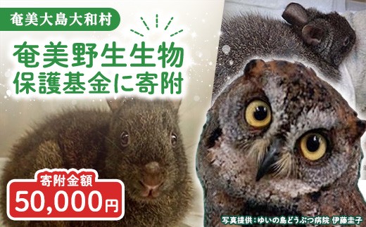 【選べる寄附額】奄美野生生物保護基金 50,000円 返礼品なし 自然保護 野生生物保護 アマミノクロウサギ 世界自然遺産 鹿児島県 奄美大島 大和村