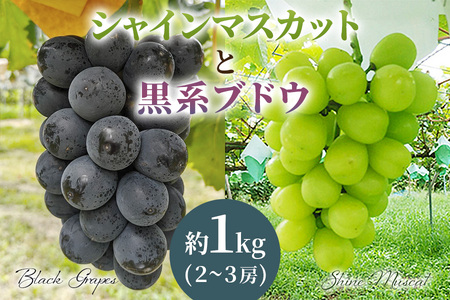 シャインマスカット＆黒系ぶどう詰め合わせ 1kg(2〜3房) 先行予約 | シャインマスカット しゃいんますかっと ぶどう ブドウ 葡萄 高級 田原ぶどう園 埼玉県 杉戸町