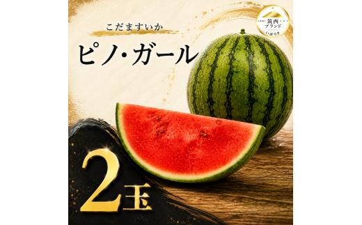 こだますいか ピノ・ガール  2玉 × 1.5kg～1.7kg | 小玉スイカ すいか スイカ 西瓜 甘い ジューシー 旬の果物 夏 初夏 suika fruits 果物 くだもの デザート フルーツ