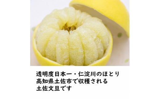 生産者直送　土佐文旦3.0kg[2L～4L]家庭用 【2026年1月下旬より発送】 家庭用 文旦 柑橘 みかん フルーツ  果物  産地直送 お取り寄せ 人気  美味しい 名産  高知県 高知