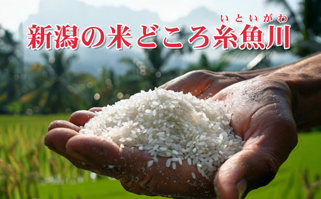 新潟産新之助 5kg《令和7年産》 【しんのすけ 農家直送 糸魚川 令和7年産 2025年産 米どころ新潟 米作りのプロ 地元農家 JA 自信作！ 美味しい 農家自慢 お米 白米 おにぎり お弁当 新