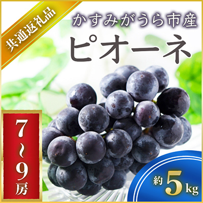 【2024年9月より順次発送予定】ピオーネ　約5キロ　7～9房(県内共通返礼品:かすみがうら市産)【配送不可地域：離島・沖縄】【1401747】