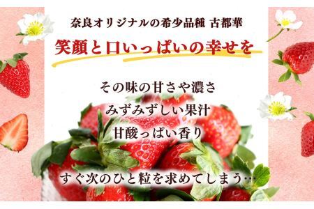 平群の古都華 いちご 4Lまたは5Lサイズ（1種×2パック）苺屋小東 | 果物 くだもの フルーツ 苺 イチゴ いちご ストロベリー 古都華 ことか 旬の品種 フードロス 産地直送 奈良県 平群町