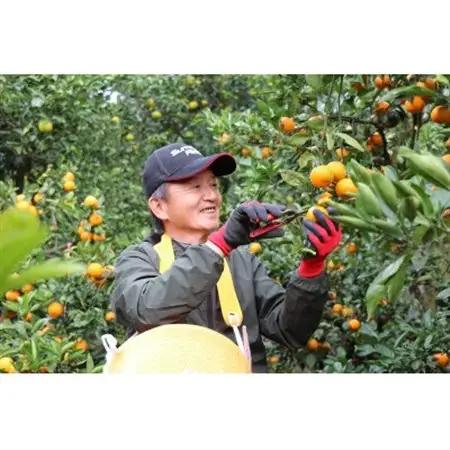 【先行受付】和歌山産　宮川早生　みかん　贈答用　秀品　約10kg箱入り　2S～2Lサイズ【1482418】