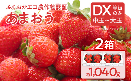 ふくおかエコ農作物認証あまおう DX等級のみ 2箱セット あまおう イチゴ 苺 いちご フルーツ 果物 くだもの 福岡県産 お取り寄せグルメ お取り寄せ 福岡 お土産 九州 福岡土産 取り寄せ グルメ 福岡県