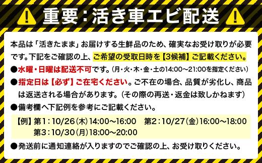 活車えび 500g【季節限定】25尾前後 沖縄県 石垣島 石垣市 活き くるまえび 車エビ BE-4 500g 25尾前後