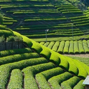沼津ブランド認定の静岡茶 富士の山 沼津城 熟うま 各100g 詰め合わせ