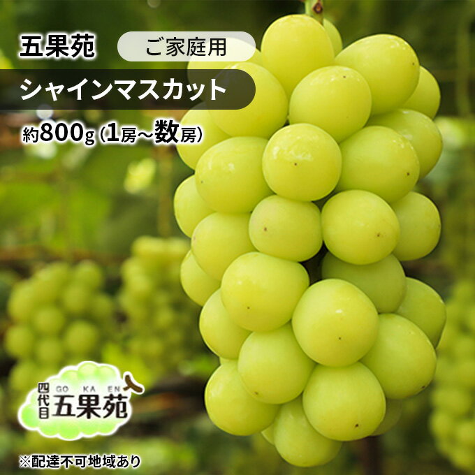 【ふるさと納税】ぶどう 2026年 先行予約 ご家庭用 シャインマスカット 約800g（1房～数房） ぶどう フルーツ 果物 岡山 五果苑 減農薬 甘い 美味しい 人気 種なし 皮ごと デザート おもてなし 　お届け：2026年9月中旬～2026年10月下旬