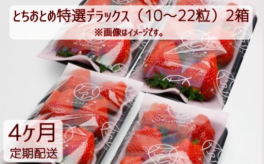 【4ヶ月定期便】いちご とちおとめ特選デラックス（10～22粒）2箱×4回 苺 イチゴ とちおとめ 選べる 発送月 発送回数 個数 いちご「とちおとめ」風早いちご園 有名ホテル使用 厳選 フルーツ 果物 季節限定 甘い 濃厚 ジューシー 新鮮 2箱 送料無料 ギフト 贈答 茨城県 鉾田市 野菜王国 予約受付