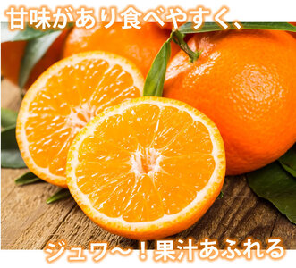 先行予約 みかん 秀品 10kg【2026年10月上旬～2027年1月下旬までに発送予定】柑橘 フルーツ 果物 くだもの 贈答用 ギフト