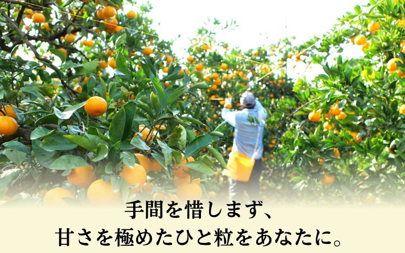 【ANA限定】 特A級 小玉みかん と ゆら早生みかん の食べ比べセット 3kg (有田みかん)　【tkn004-wsp-5-ana】