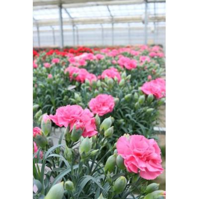 ふるさと納税 柴田町 柴田ポットカーネーション(ピンク系) |  | 02