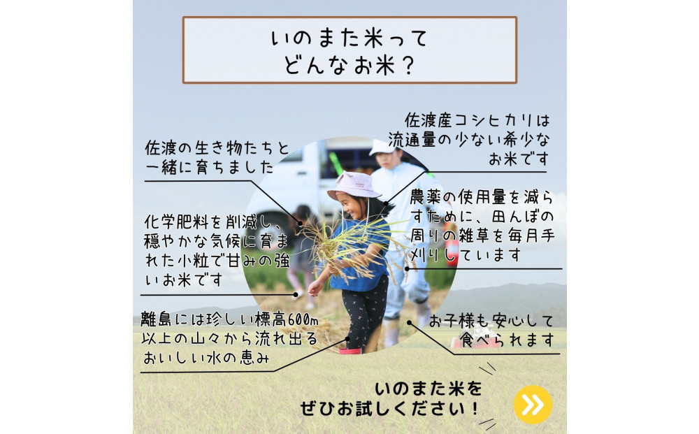 令和7年産コシヒカリ　精米（無洗米）10kg　農家直送　佐渡市いのまた米