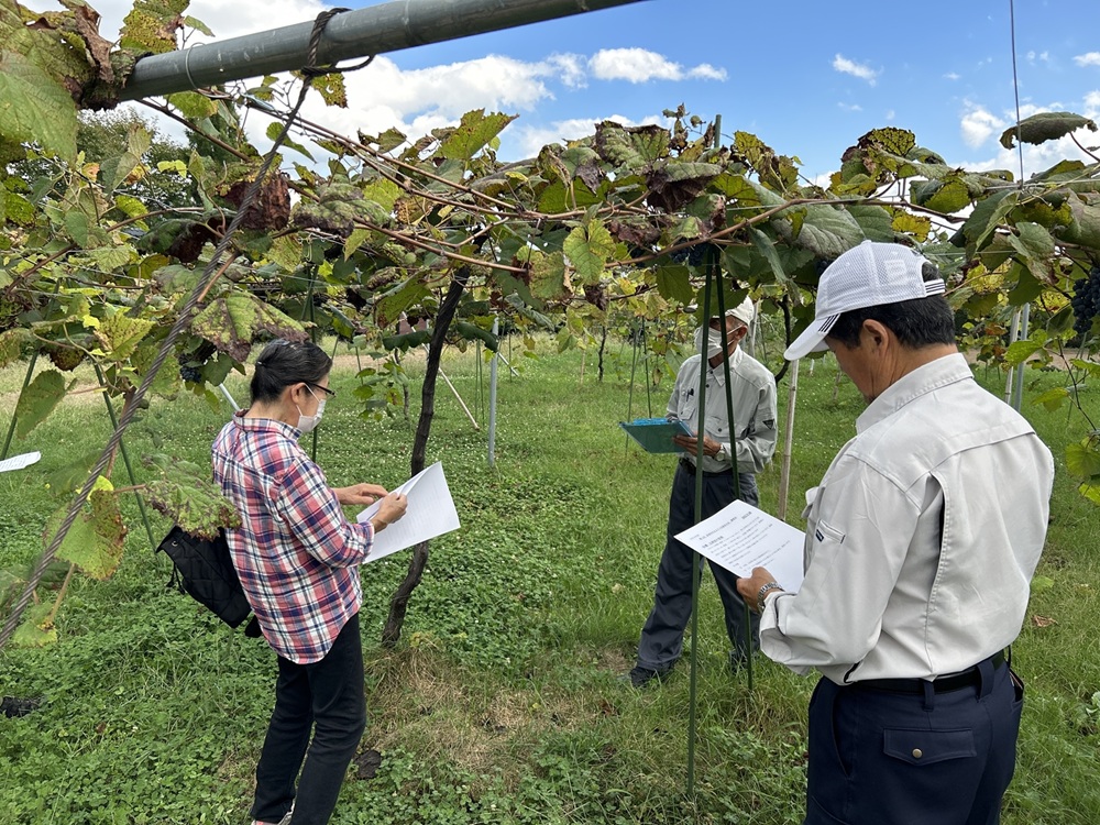 ブドウ ジュース ジャム 伊那市産 山ぶどうジュース 720ml 1本 ＆ 山ぶどうジャム 140g 2個 セット | 飲料 加工品 セット 山ぶどう 山葡萄 ぶどう 信州大学 信大W-3 ポリフェノ