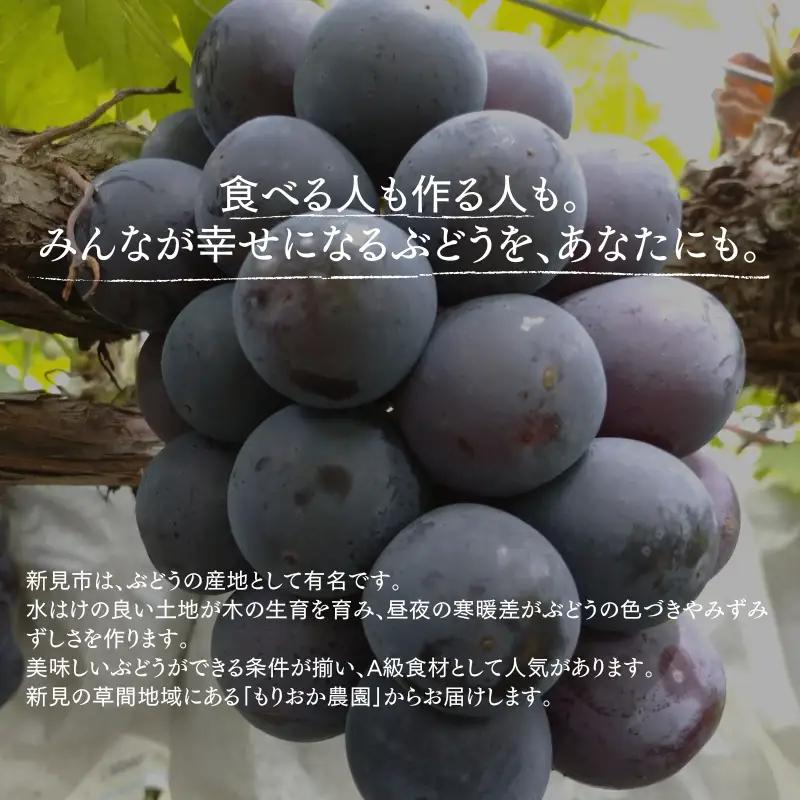 家庭用 ピオーネ 約5kg 7～13房 岡山県新見市 もりおか農園 よろこびぶどう  【先行予約 2026年9月上旬から順次発送】