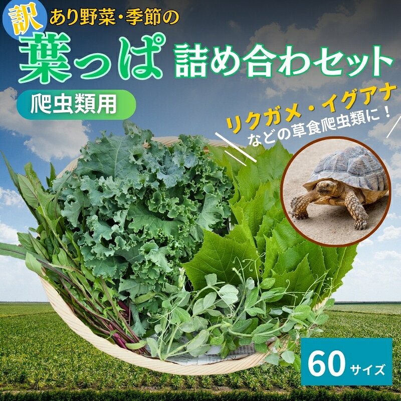 【ふるさと納税】【爬虫類用】訳あり野菜と季節の葉っぱ詰め合わせ 60サイズ 京都府南丹市産 リクガメ イグアナ 草食爬虫類 餌 たんぽぽ 桑の葉 オクラの葉 ペット用