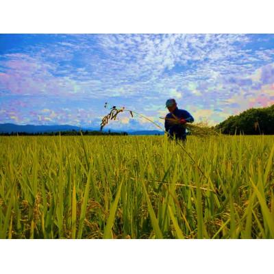 ふるさと納税 新庄市 米の匠みのりガーデン/最高金賞・世界最高米・金賞受賞米【受賞コシヒカリ】5kg |  | 02