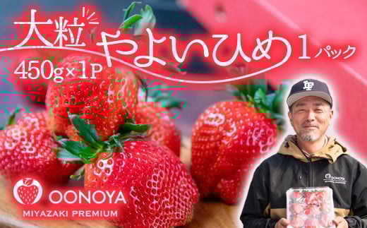 大粒厳選いちご やよいひめ  苺大野屋 宮崎県西都市＜1.5-232＞【先行予約】