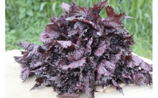 大好評(^^♪　夏の暑さに負けるな！「天神赤しそ」（約2,000g）『from 名水の里 秦野』とれたて 産地直送 農家 健康 ジュースに 紫蘇 栄養  011-28-1