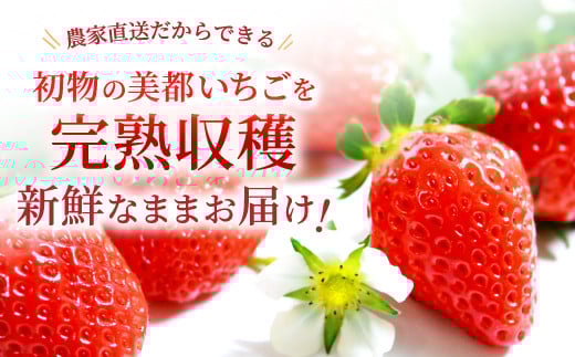 農家直送だから出来る、完熟したいちごを新鮮なうちにお届け！