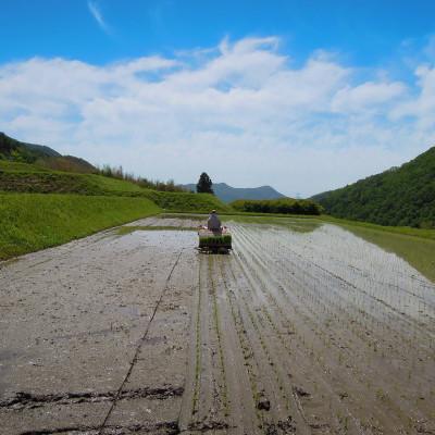 ふるさと納税 猪名川町 猪名川町のお米・コシヒカリ(精米)約9kg |  | 02