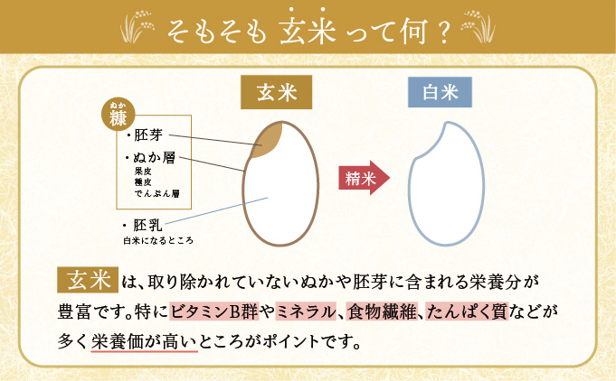 2025年11月発送 令和7年産 ゆめぴりか 玄米 20kg 一括発送 【北彩香】