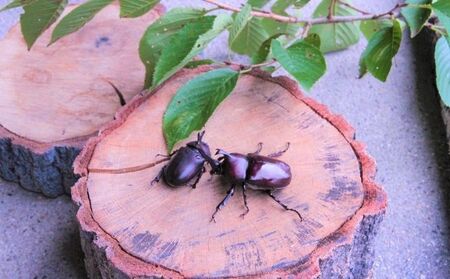 【配送期間は2026年6月下旬～8月上旬に随時配送】カブトムシ（成虫）オスメス１ペア飼育セット付 生き物 かぶとむし 昆虫 
