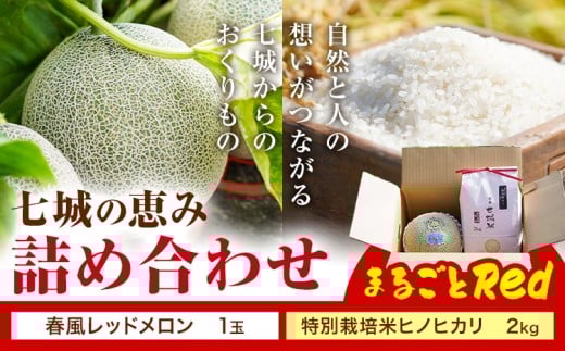 七城の恵み 詰め合わせ まるごとRed 特別栽培米 ヒノヒカリ 2kg 春風レッド メロン 1玉 株式会社七城の恵み《5月上旬頃から出荷開始》熊本県 菊池市 米 メロン ひのひかり つるたファーム