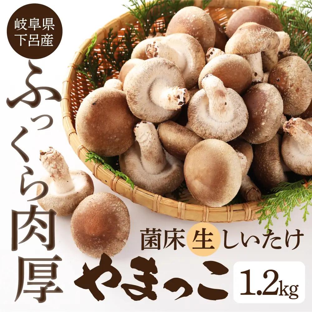 先行予約【期間限定】（2026年11月から順次発送）菌床生椎茸　詰め合わせ 1.2kg 椎茸  生しいたけ 【71-3】