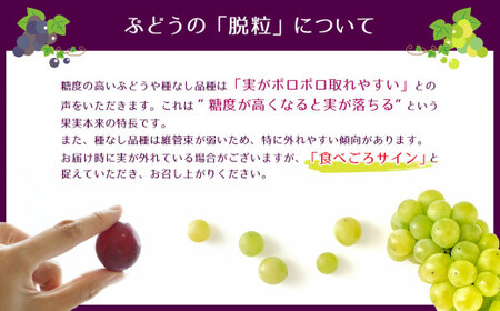巨峰 約 1kg（2～3房） | フルーツ 果物 くだもの ぶどう ブドウ 葡萄 新鮮 農家直送 熊本 玉名