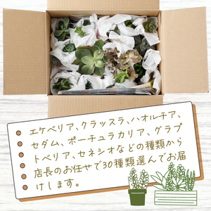 多肉植物の小苗３０本セット（３０種類アソート）多肉植物 植物 多肉植物セット インテリア ギフト _sh016