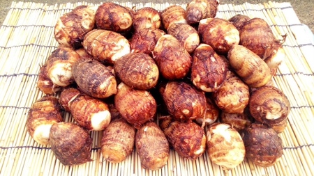 【先行予約】甲斐市産 八幡芋 Lサイズ 1.0kg  里芋 いも ミクニ農園