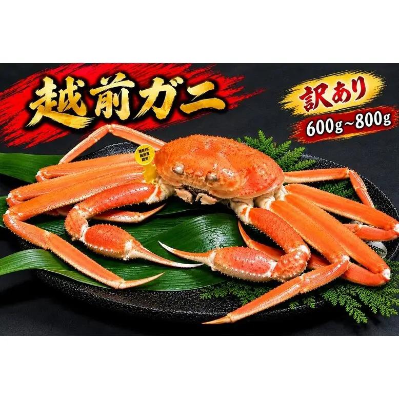 【1月出荷】かに 越前ガニ 訳あり 1本足折れ 600g～800g ボイル  茹で 越前がに 越前かに ずわいがに ズワイガニ カニ 姿  蟹鍋 献上ガニ 産地直送 お歳暮 福井県おおい町 ギフト