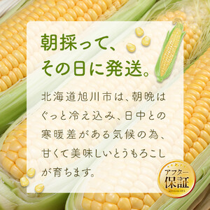 【先行予約】朝採り　とうもろこし　ゴールドラッシュ　3kg（L～2Lサイズ× 8本）（2026年8月中旬から順次発送）| とうもろこし 北海道 限定 _04659
